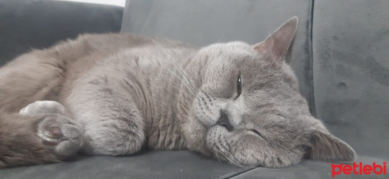 British Shorthair, Kedi  Duman fotoğrafı