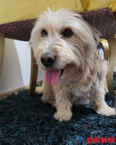 Airedale Terrier, Köpek  Luna fotoğrafı