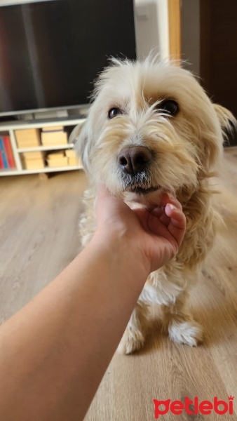 Airedale Terrier, Köpek  Luna fotoğrafı
