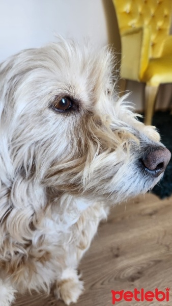 Airedale Terrier, Köpek  Luna fotoğrafı