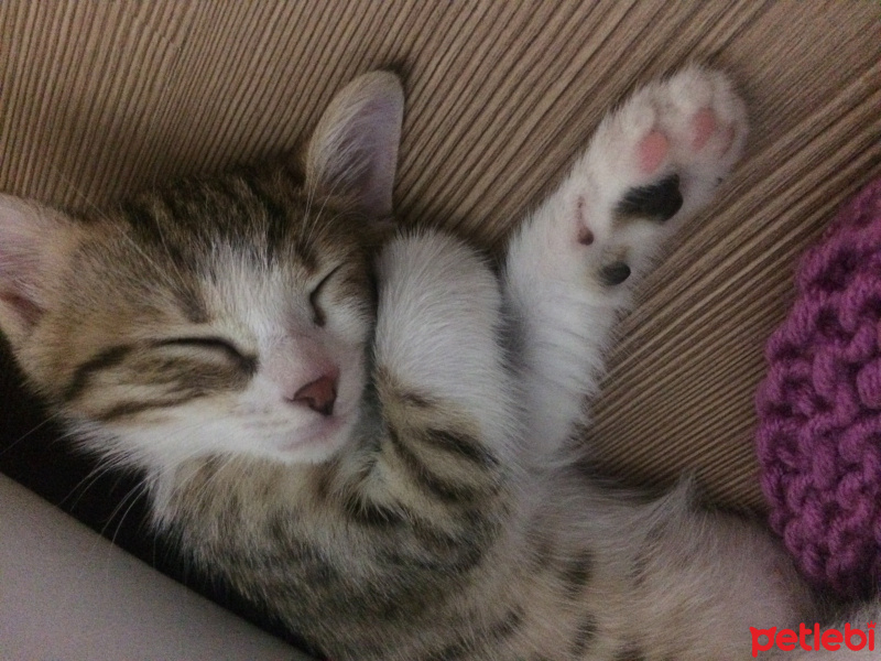 Tekir Kedi, Kedi  Kontes fotoğrafı