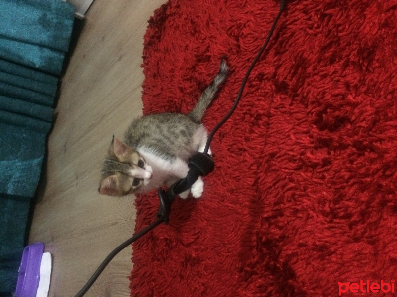 Tekir Kedi, Kedi  Kontes fotoğrafı