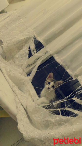 Tekir Kedi, Kedi  Kontes fotoğrafı