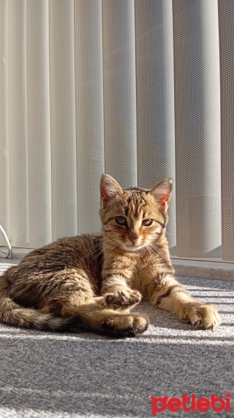 Tekir Kedi, Kedi  MERCAN fotoğrafı