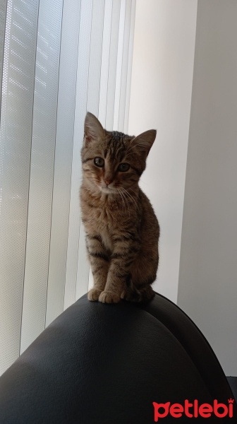 Tekir Kedi, Kedi  MERCAN fotoğrafı