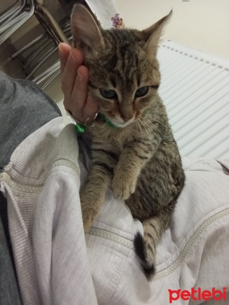 Tekir Kedi, Kedi  MERCAN fotoğrafı