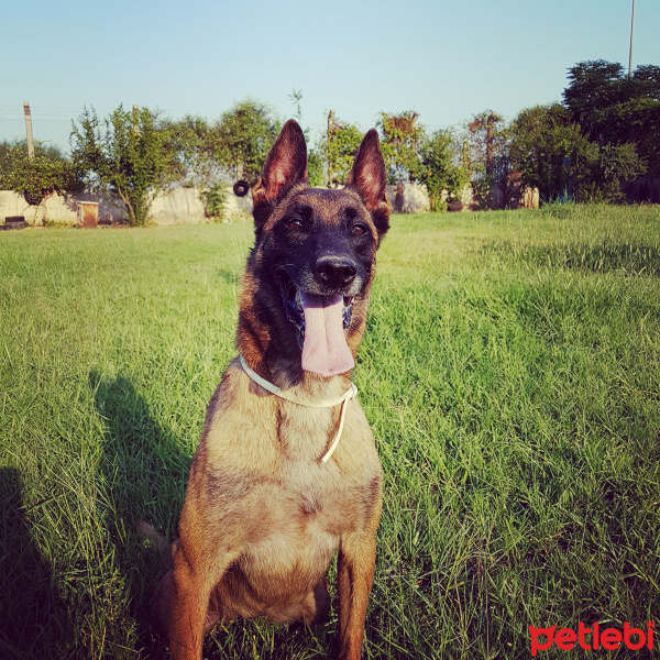 Belçika Malinois, Köpek  Kushka fotoğrafı