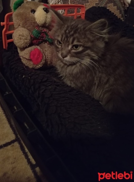 Maine Coon, Kedi  GECE fotoğrafı