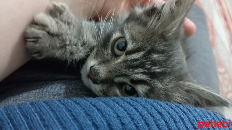 Maine Coon, Kedi  GECE fotoğrafı