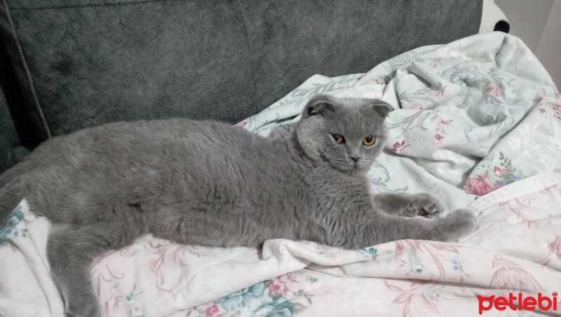 Scottish Fold, Kedi  Kral fotoğrafı