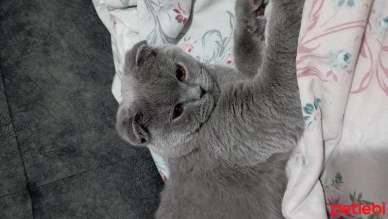 Scottish Fold, Kedi  Kral fotoğrafı