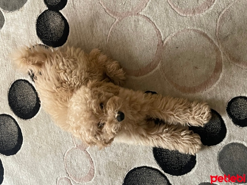 Poodle(Standart Kaniş), Köpek  Mik fotoğrafı