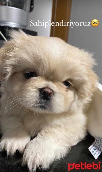 Pekingese, Köpek  Sıfır numara pekinez fotoğrafı