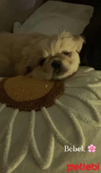 Pekingese, Köpek  Sıfır numara pekinez fotoğrafı