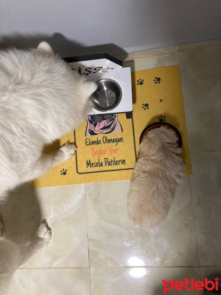 Pekingese, Köpek  Sıfır numara pekinez fotoğrafı