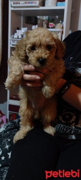 Poodle(Standart Kaniş), Köpek  Tarçın fotoğrafı