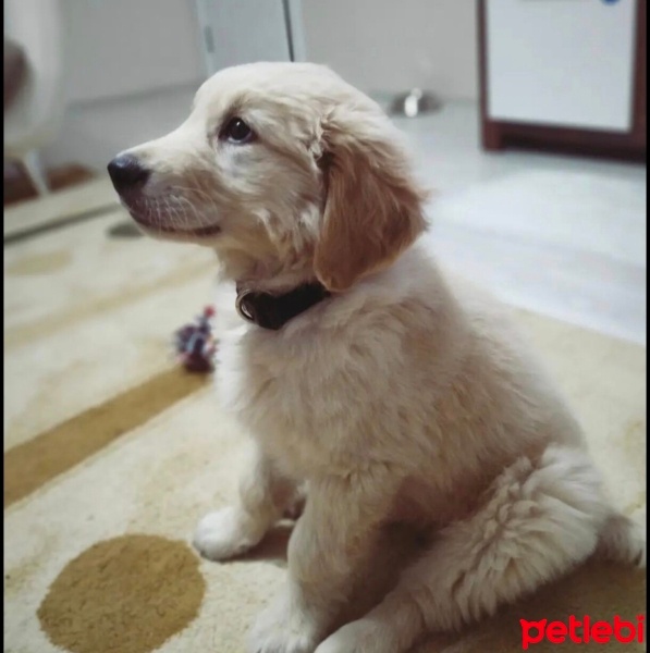 Golden Retriever, Köpek  LEO fotoğrafı
