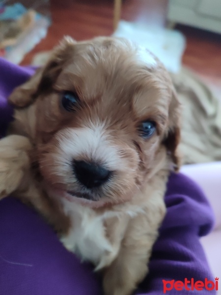 Cavalier King Charles Spanieli, Köpek  Cavapoo fotoğrafı