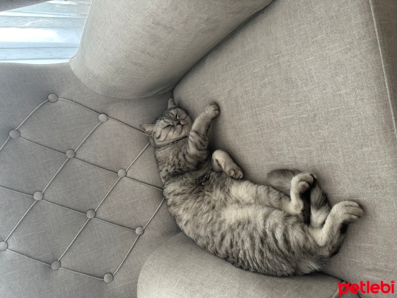 British Shorthair, Kedi  şila fotoğrafı