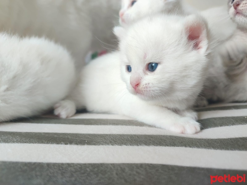 Chinchilla, Kedi  balım fotoğrafı