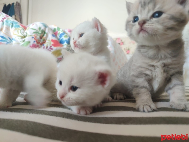 Chinchilla, Kedi  balım fotoğrafı