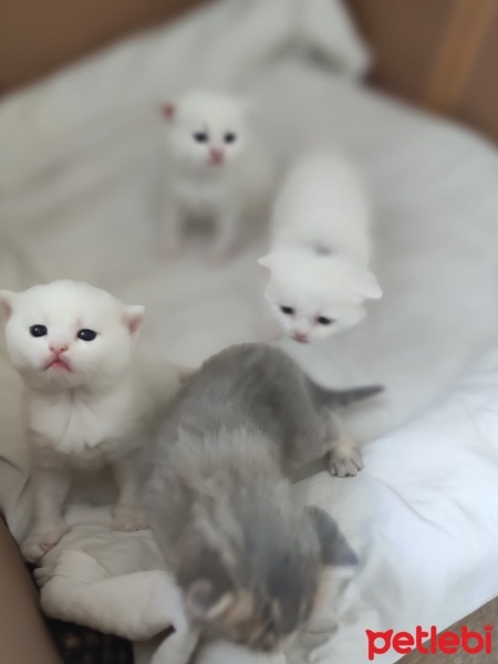 Chinchilla, Kedi  balım fotoğrafı