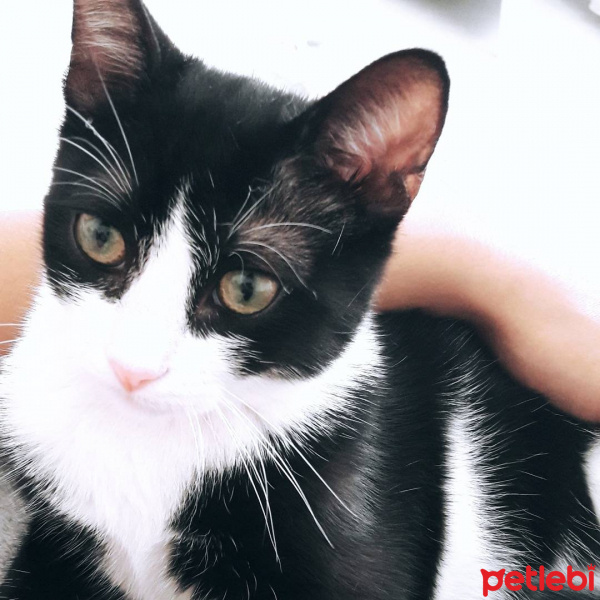 Tuxedo (Smokin) Kedi, Kedi  Waneta fotoğrafı