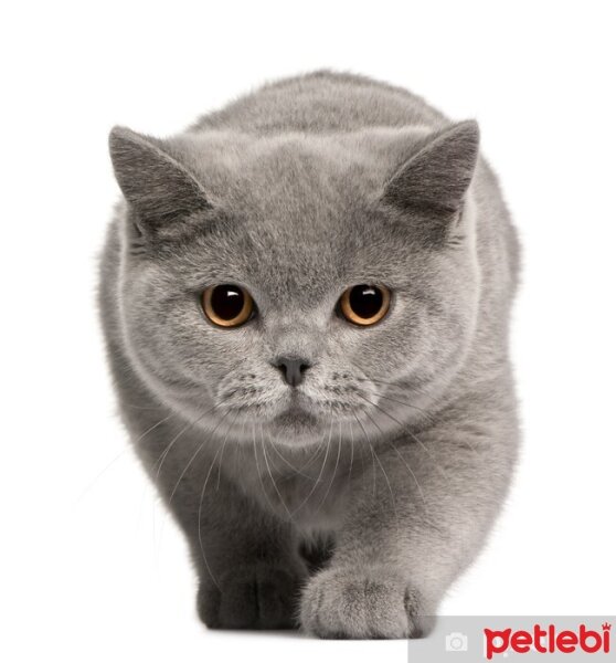 British Shorthair, Kedi  Duman fotoğrafı