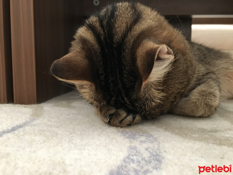 Tekir Kedi, Kedi  Şirin fotoğrafı
