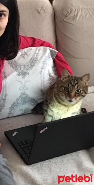 Tekir Kedi, Kedi  Şirin fotoğrafı