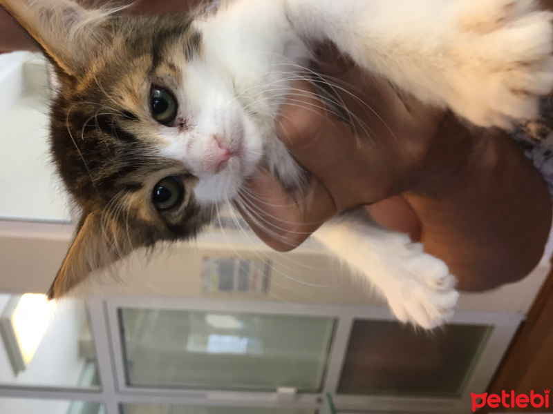Tekir Kedi, Kedi  Şirin fotoğrafı