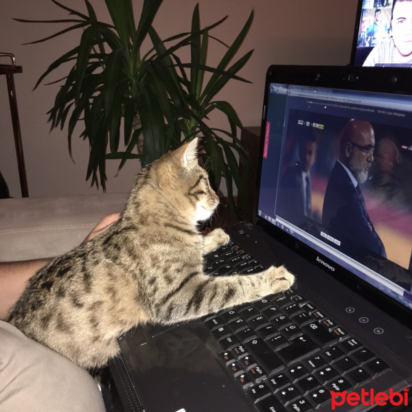 Tekir Kedi, Kedi  Şirin fotoğrafı