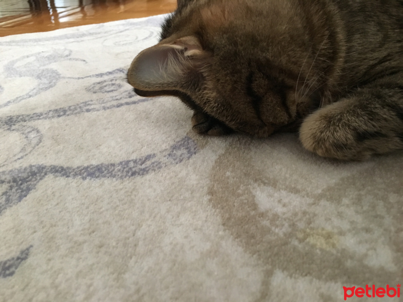 Tekir Kedi, Kedi  Şirin fotoğrafı