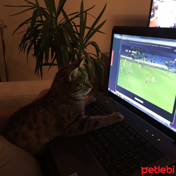 Tekir Kedi, Kedi  Şirin fotoğrafı