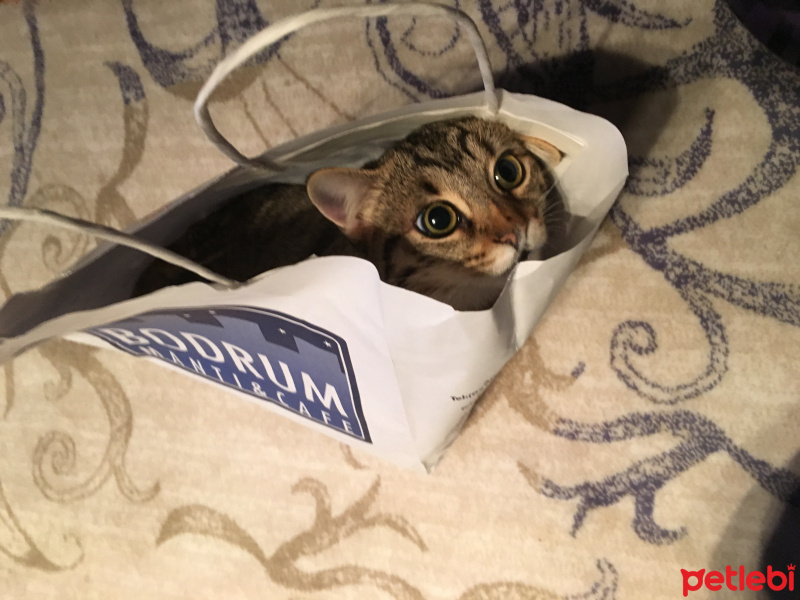 Tekir Kedi, Kedi  Şirin fotoğrafı