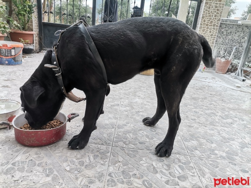 Cane Corso Italiano, Köpek  Ares fotoğrafı