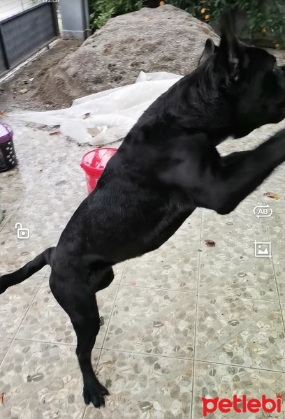 Cane Corso Italiano, Köpek  Ares fotoğrafı