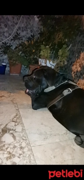 Cane Corso Italiano, Köpek  Ares fotoğrafı
