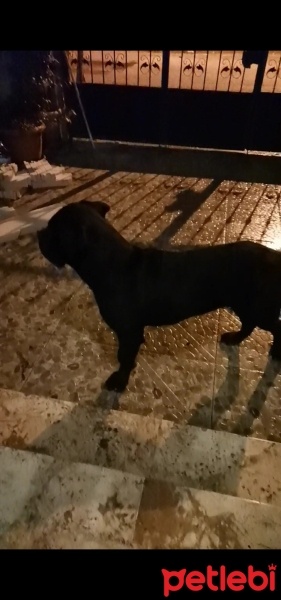 Cane Corso Italiano, Köpek  Ares fotoğrafı