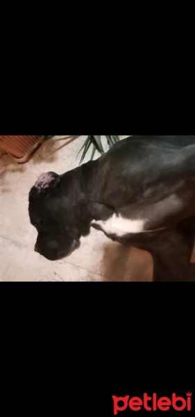 Cane Corso Italiano, Köpek  Ares fotoğrafı