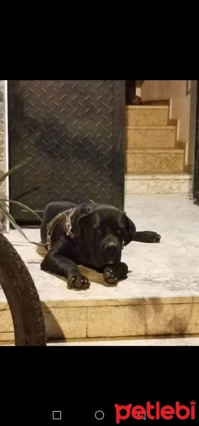 Cane Corso Italiano, Köpek  Ares fotoğrafı