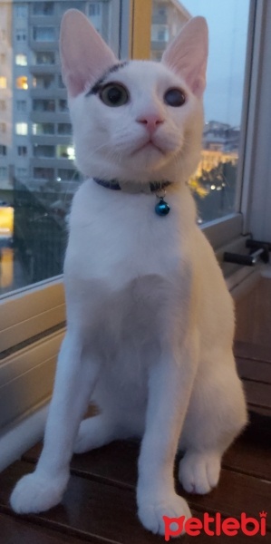 Van Kedisi, Kedi  Şanşlı fotoğrafı