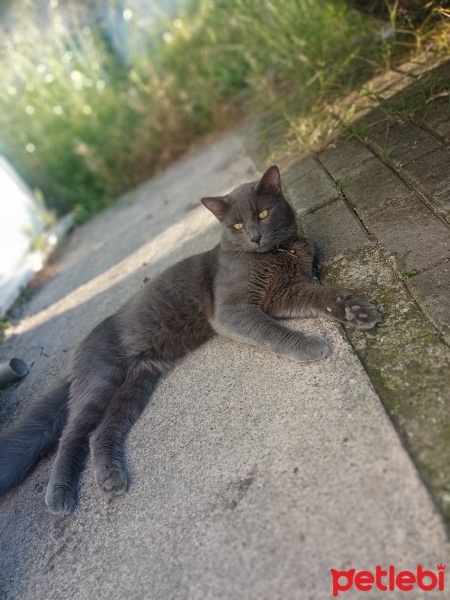 Nebelung, Kedi  duman fotoğrafı