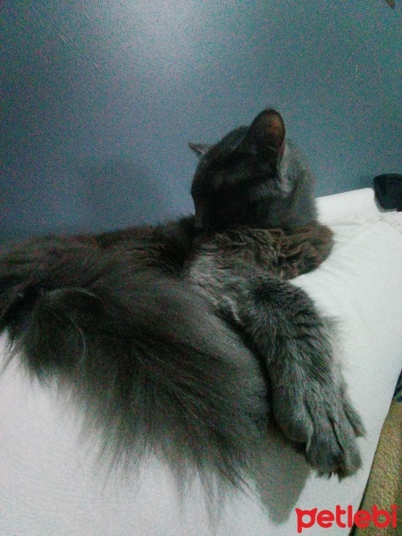 Nebelung, Kedi  duman fotoğrafı