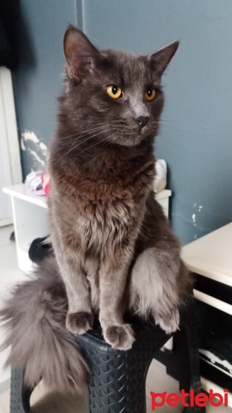 Nebelung, Kedi  duman fotoğrafı