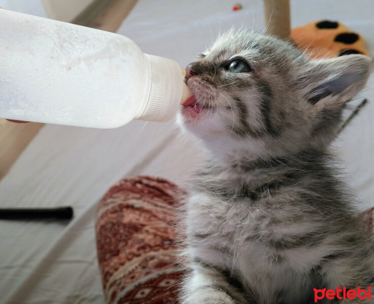 Tekir Kedi, Kedi  Mimi fotoğrafı