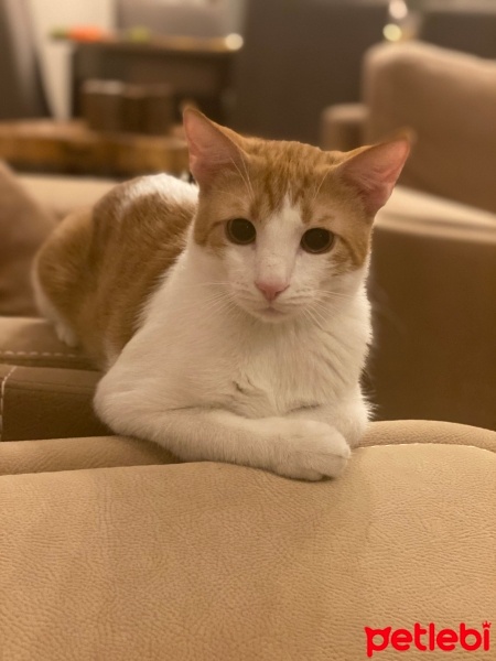 Tekir Kedi, Kedi  Karamel fotoğrafı