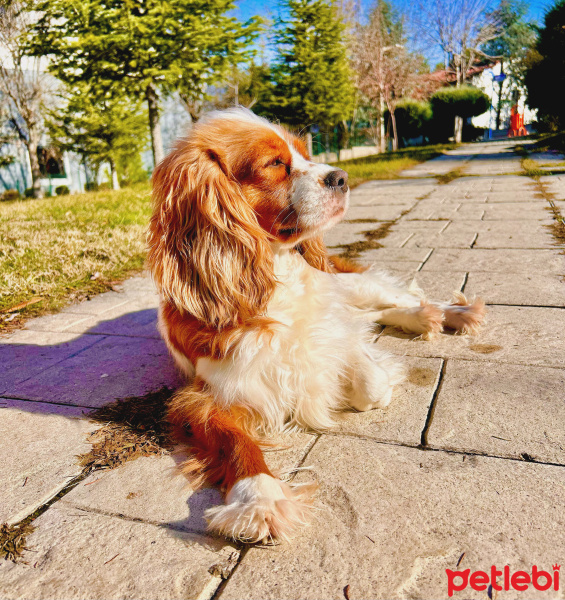 Cavalier King Charles Spanieli, Köpek  BELLA fotoğrafı