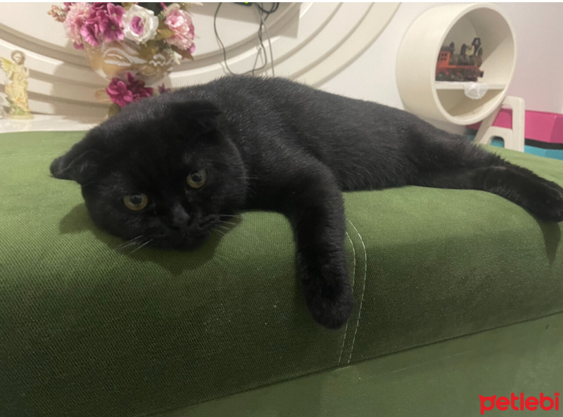 Scottish Fold, Kedi  Duman fotoğrafı
