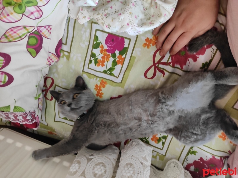 British Shorthair, Kedi  Duman fotoğrafı